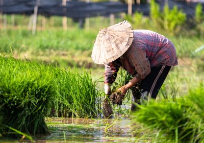 pexels-mongkon-duangkhiew-8703477